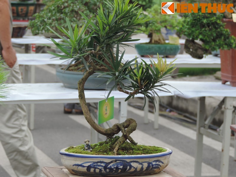 Da mat voi loat bonsai mini sieu dep o Ha Noi-Hinh-10